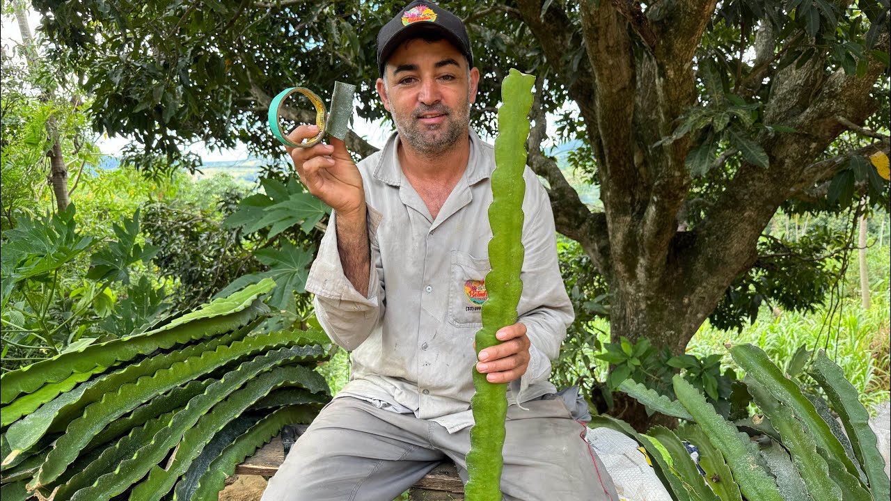 Aprenda como fazer enxerto na pitaya!