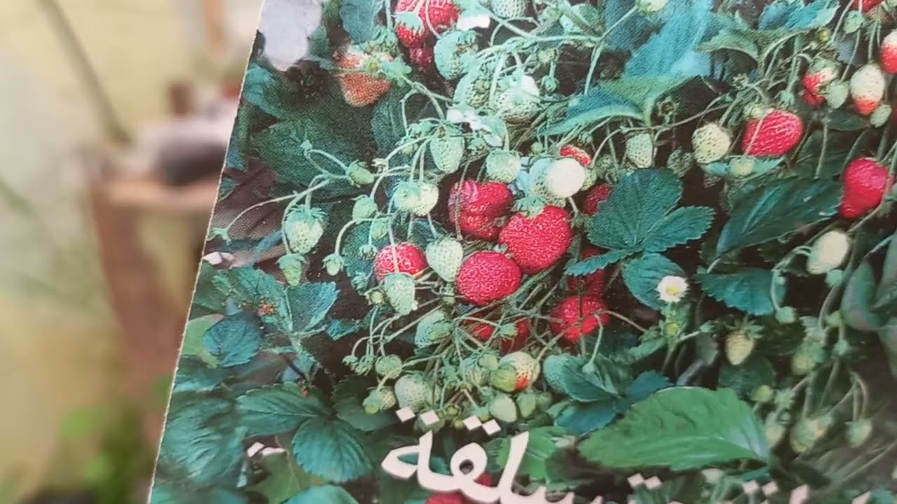الفراولة الأرضية و الفراولة المتسلقة / Fraises de terre et fraises grimpantes