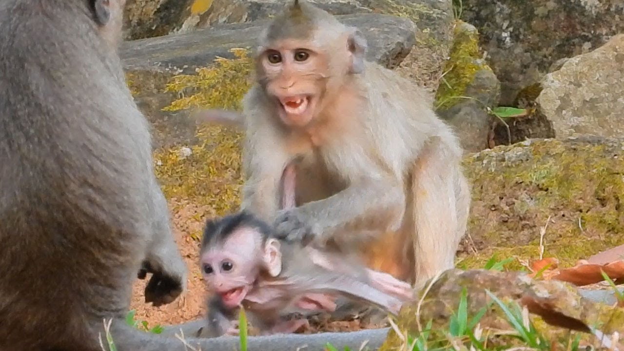 Button kidnap baby Jasper! First time for baby Jasper got kidnap by mom Julina hard try help baby