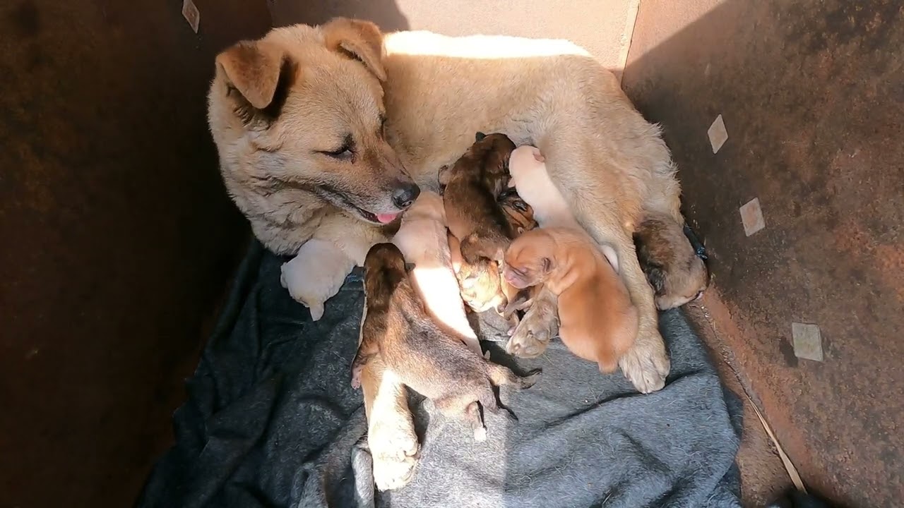 Puppies fight over milk to save life,dog mother kissing furry baby