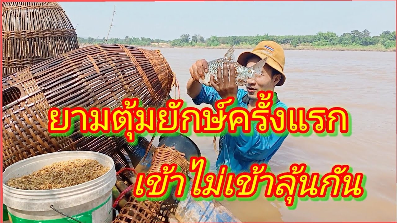 ยามตุ้มลานยักษ์ครั้งแรก มันสิมีแนวเข้าบ่น้อ ยามตุ้มปี 65-66 Ep4#เหยื่อตุ้มสูตรเด็ด