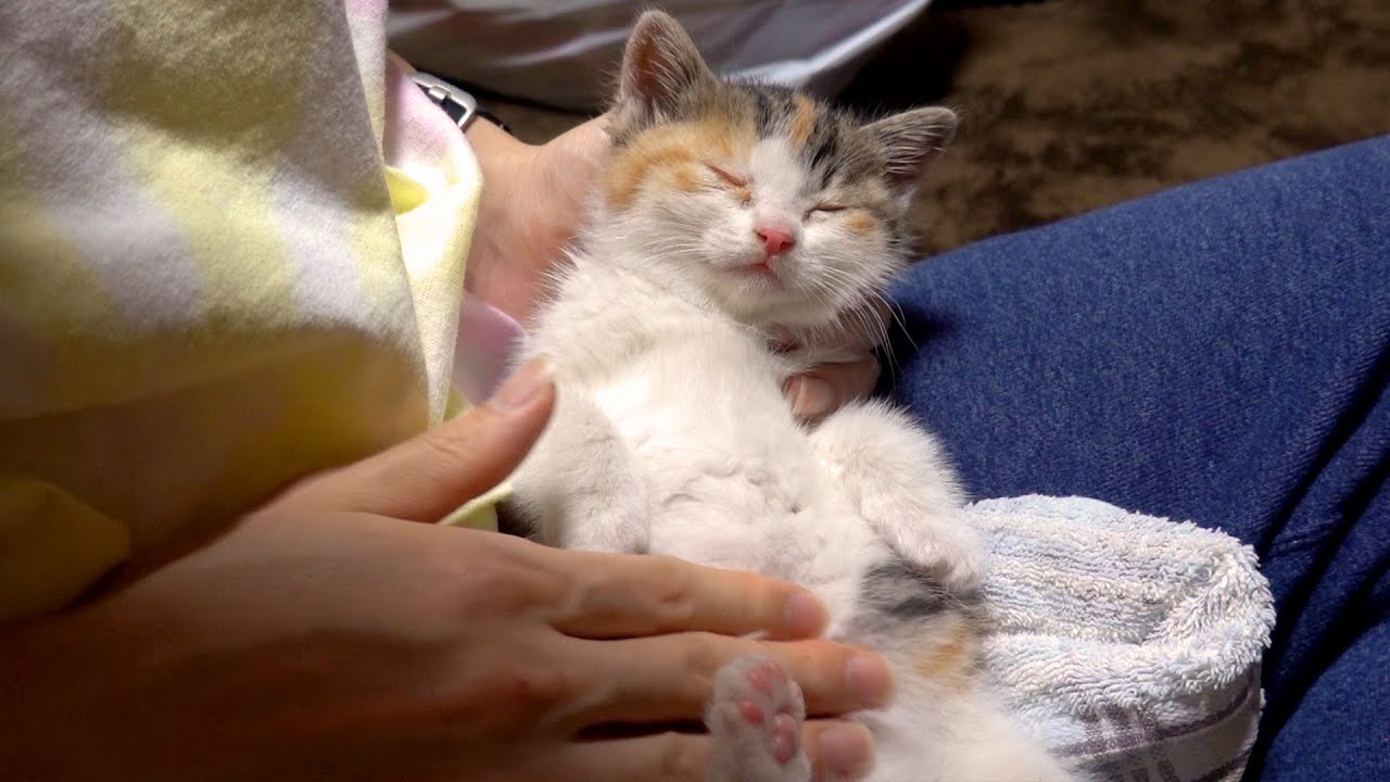 ぽてとの妹現る！？保護した初日に腕の中で寝てしまう子猫