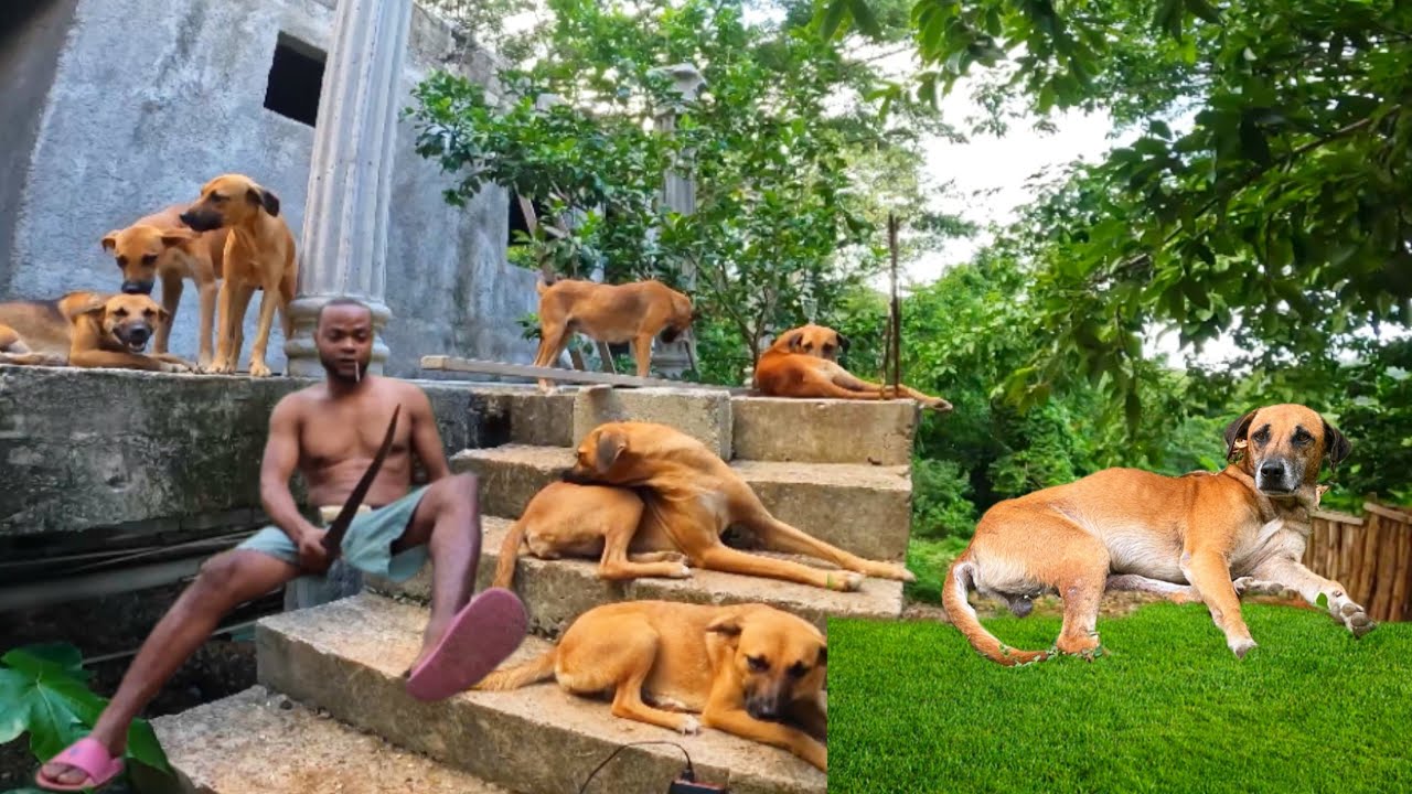 SunriseBoss Airbnb Update || Working On Chilling With My Dogs Them || Grass Looking Lovely☺️