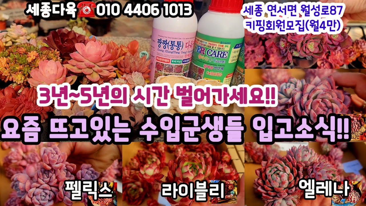 세종다육 신상 묵둥수입군생 입고!! 짧뚱다육 소개#초보다육 #다육쇼핑 