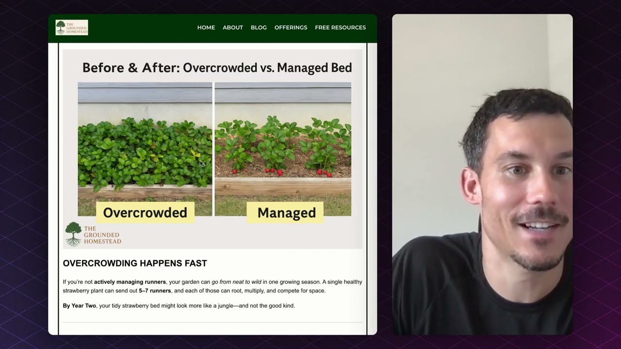 Strawberry Runner Management