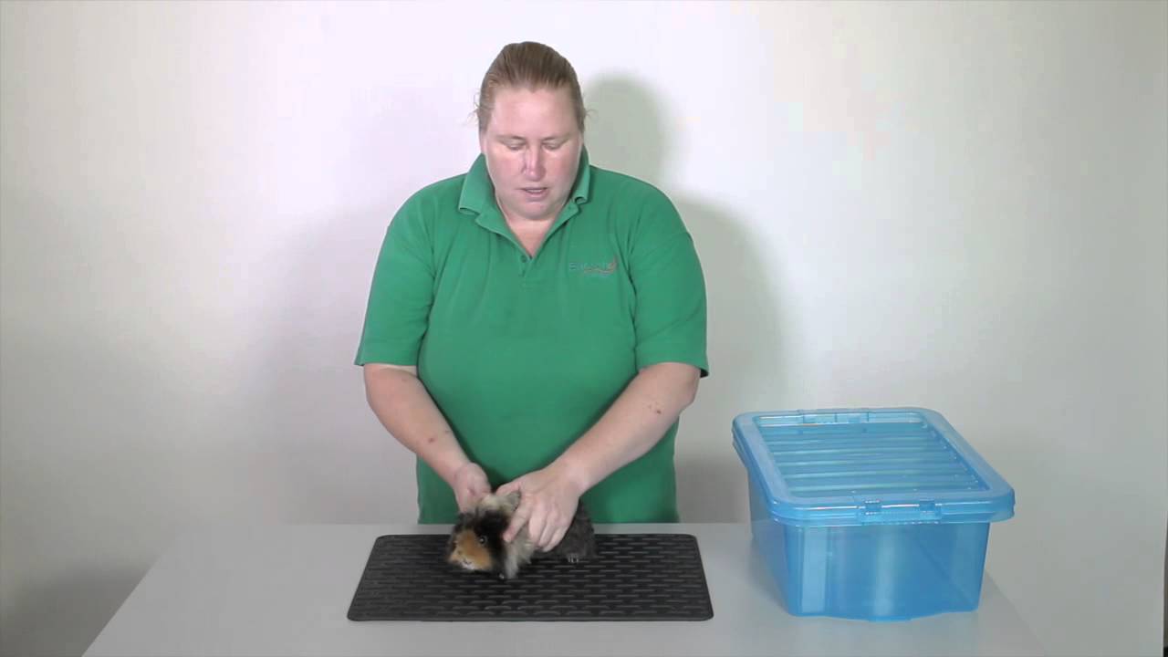 Behaviour and handling: How to handle a Guinea Pig
