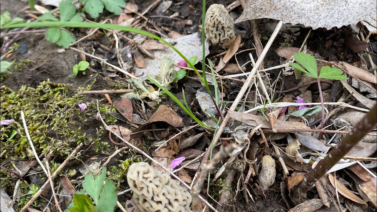 Missouri Morel Mushroom Hunting