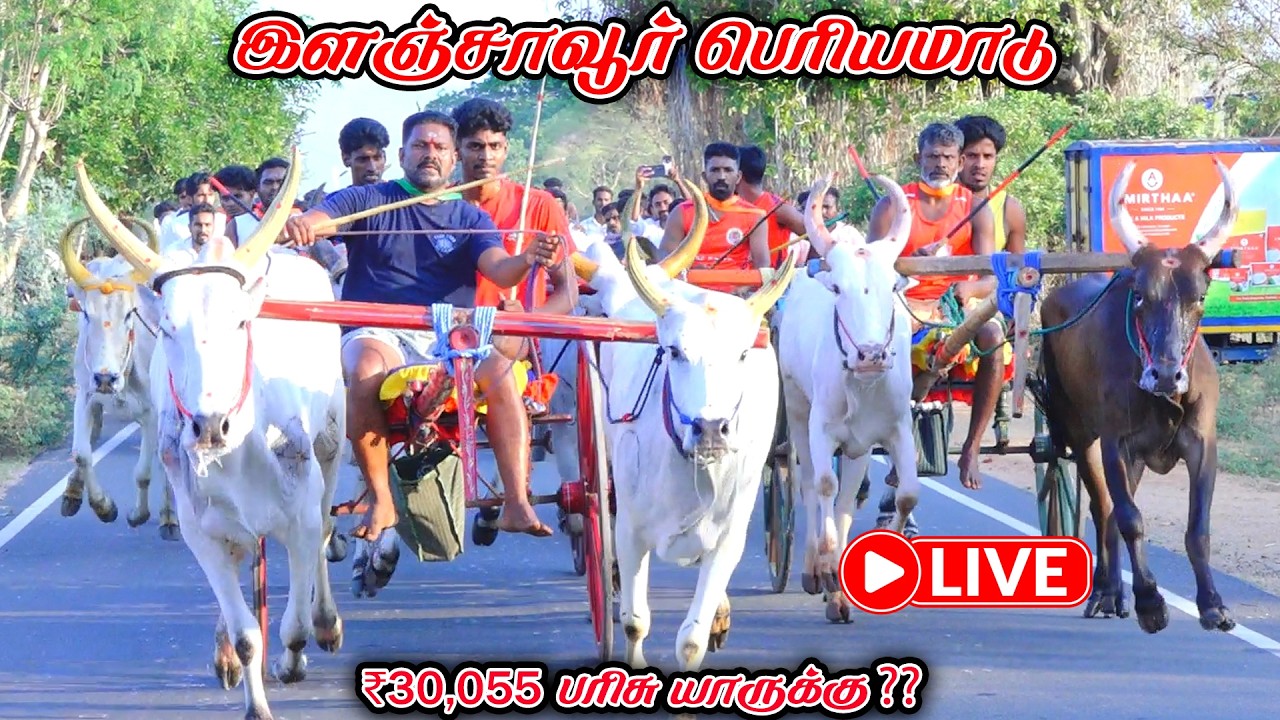 புதுக்கோட்டை மாவட்டம் இளஞ்சாவூர் பெரியமாடு நேரலை 30k பந்தயம்