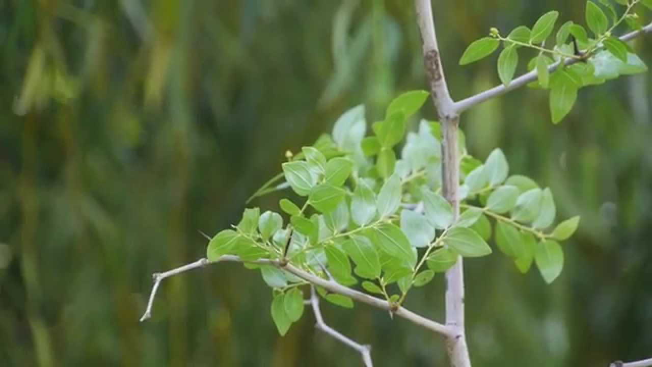 Azufaifo (Ziziphus lotus)