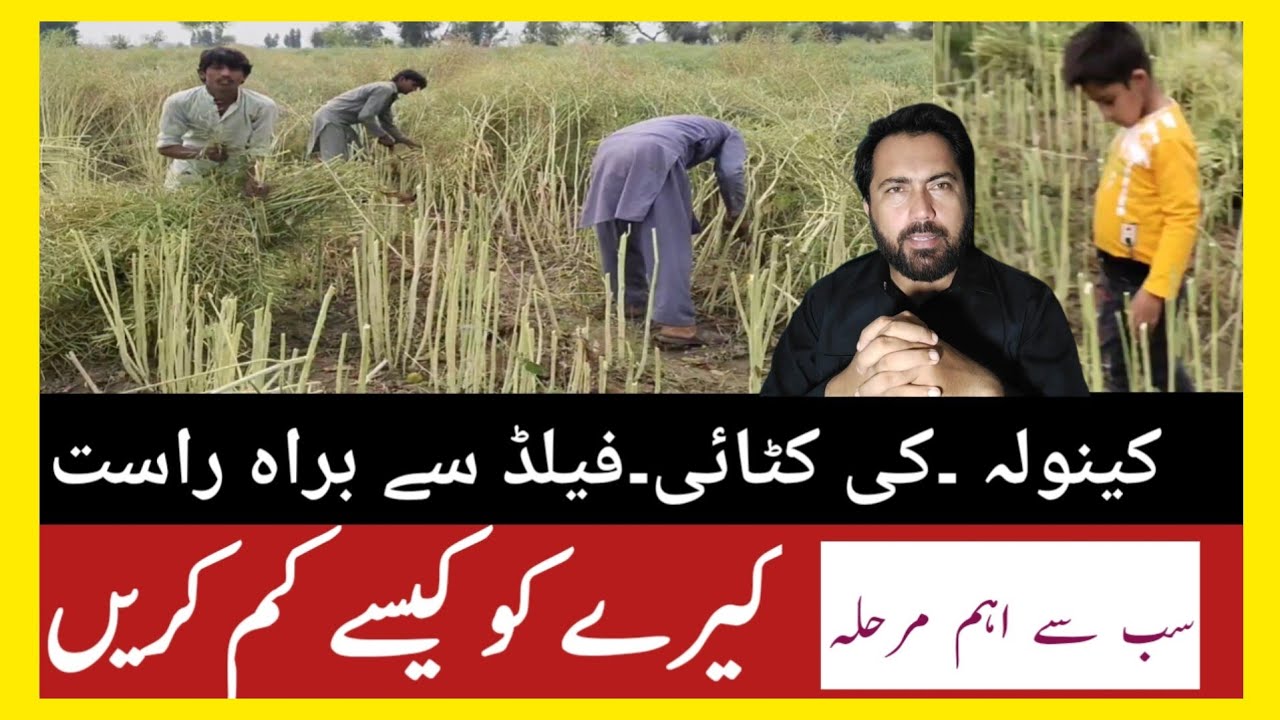 |When to harvest Canola and Raya|کینولہ کی کٹائی کھیت سے براہ راست|#bilalkanjuofficial#cropreformer