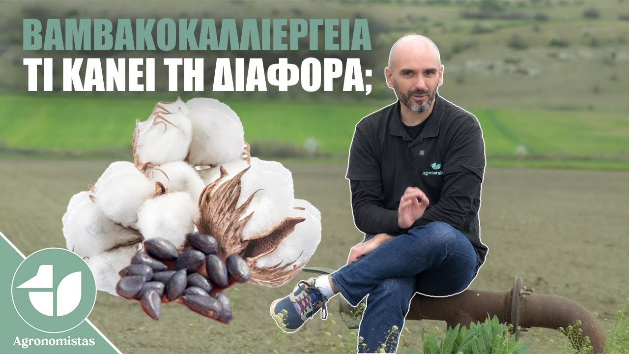 Οδηγός Επιτυχίας για την Καλλιέργεια Βαμβακιού | Επιλογή Σπόρου (+Διαγωνισμός!)