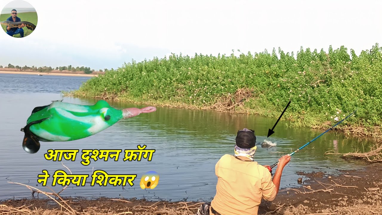 Snake head Murrel Fishing how to catch Snakehead samal दुश्मन फ्रॉग ने किया शिकार 😱😱