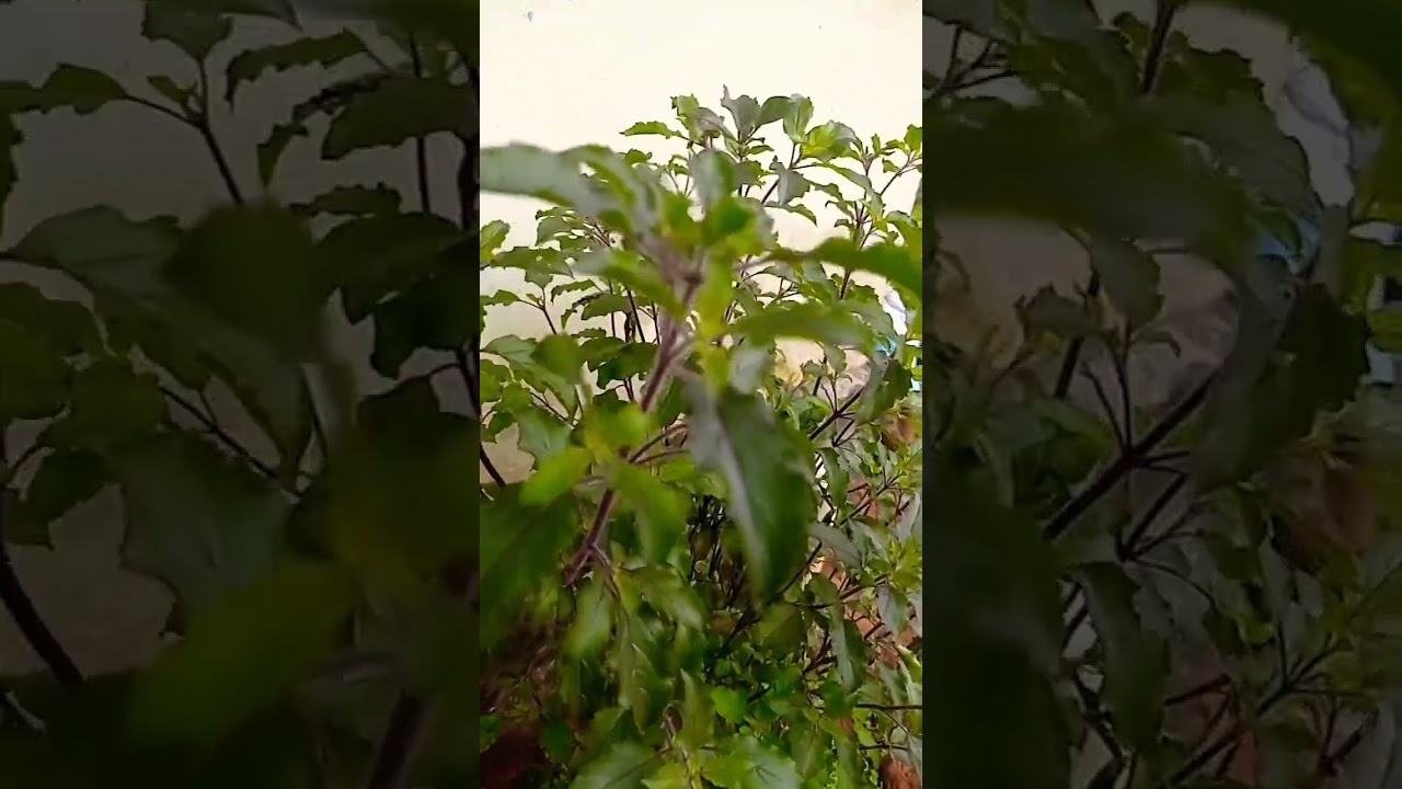 പൊതു വിജ്ഞാനം/ അമിത കൊഴുപ്പ് ന് തുളസി in malayalam
