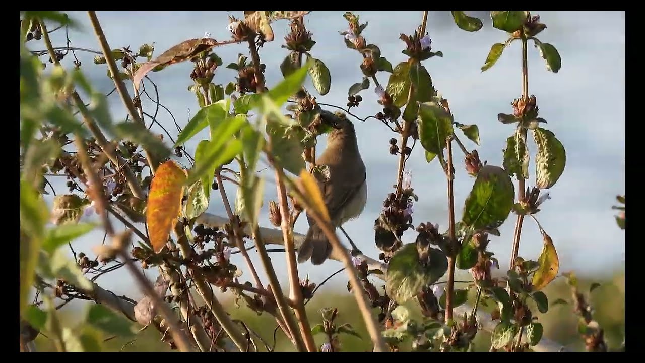 Loudest Voice in the Marsh? The Clamorous Reed Warbler (Acrocephalus stentoreus)🎶! 3 different calls