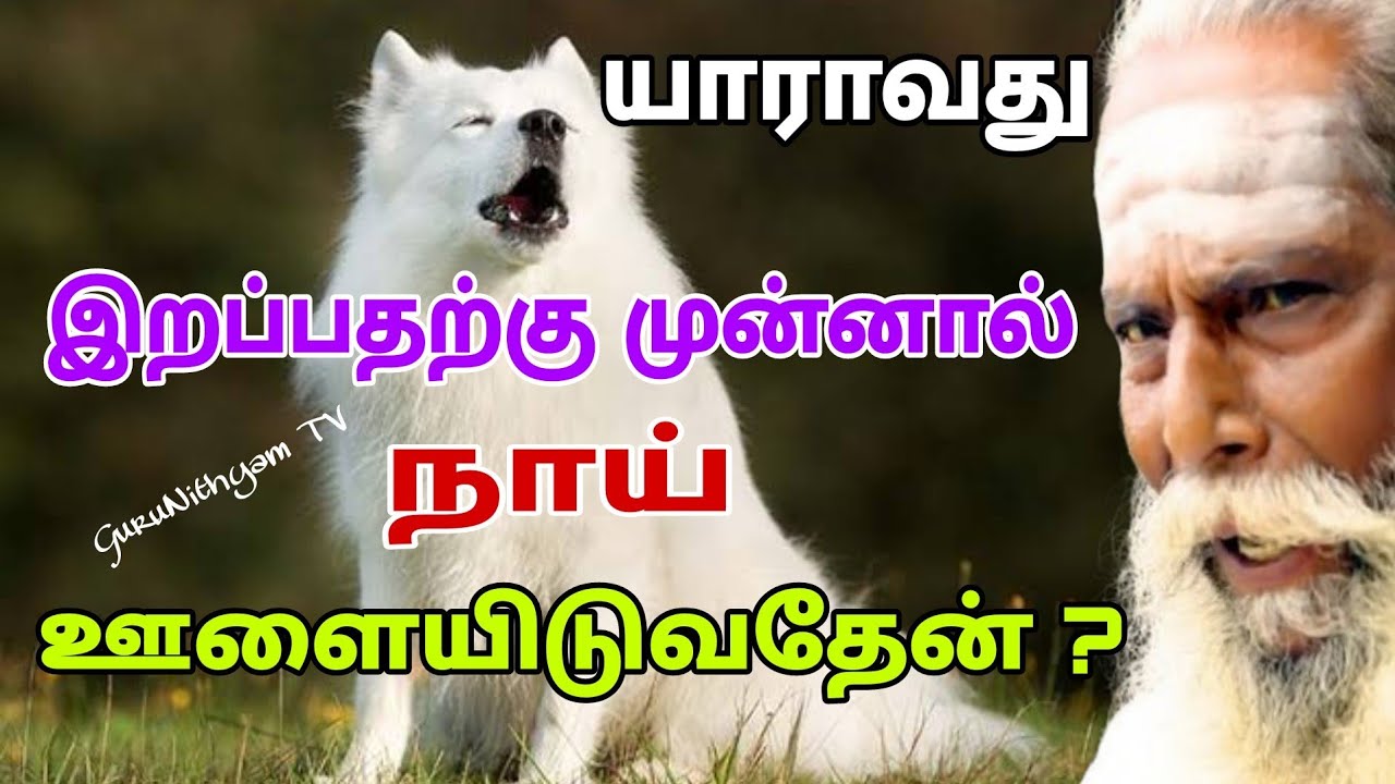 யாராவது இறப்பதற்கு முன்னால் நாய் ஊளையிடுவதேன் ? GuruNithyam TV