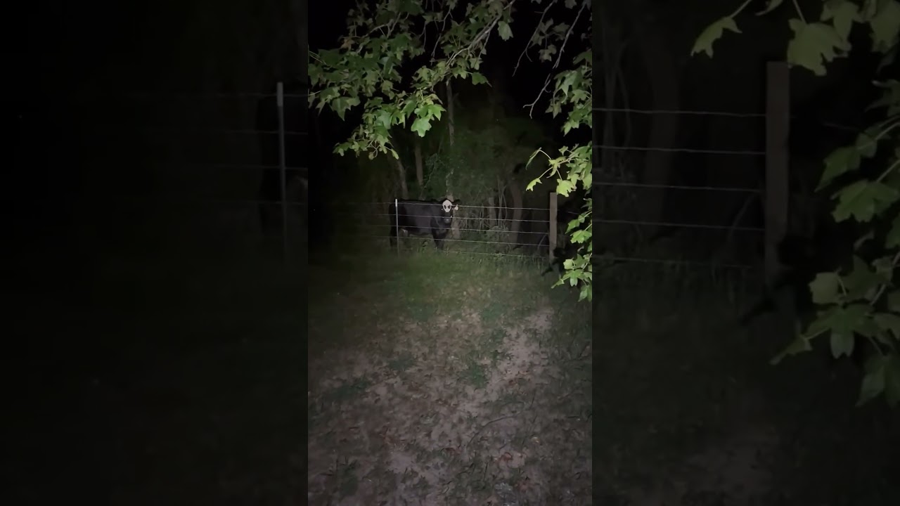 Mysterious ALIEN sighting or cow? #shorts
