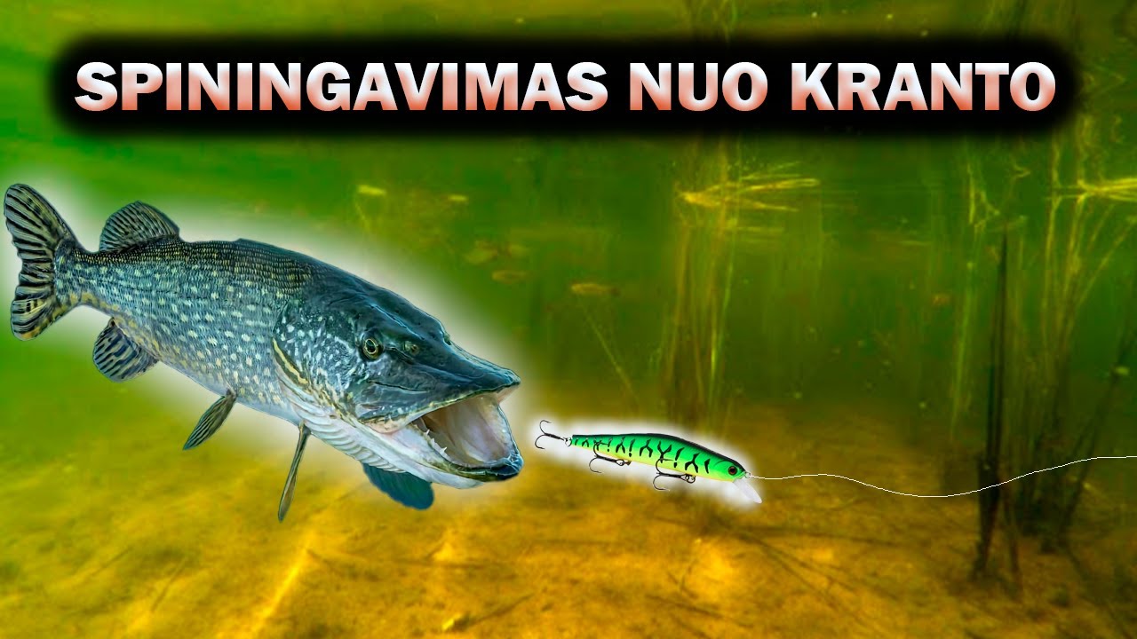 Zvejyba spiningu nuo kranto . Bendros nuostatos