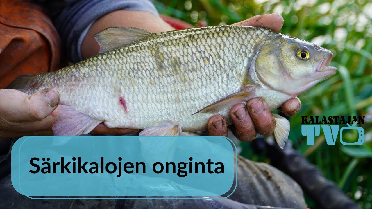 Särkikalojen onginta | Pekka Rintamaan vinkit | Kalastajan TV