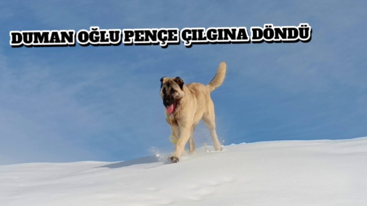 DUMAN OĞLU PENÇE KURT KOKUSUNU ALINCA ÇILGINA DÖNDÜ #DUMAN#PENÇE#kangal #wolf #sürüköpekleri 