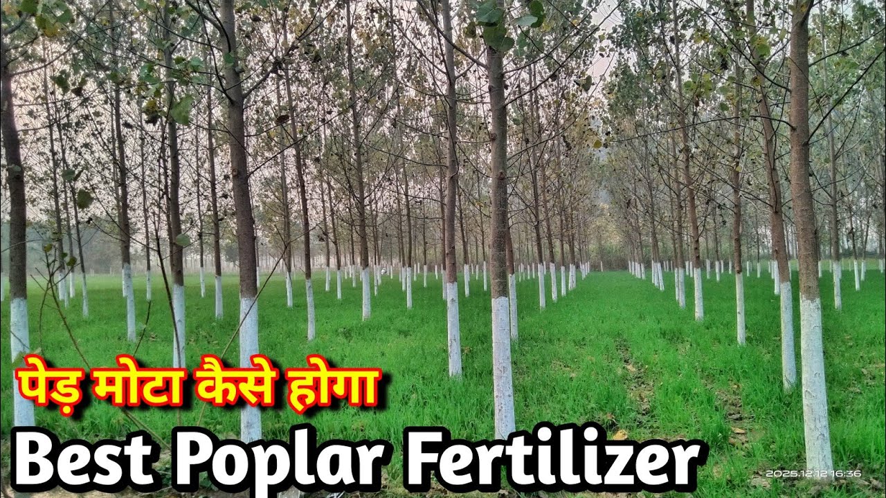 Poplar के पेड़ में कौन सा खाद डालें? | Best Fertilizer for Poplar Trees | Growth 2X Formula