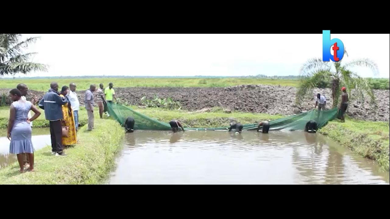FISH FARMING IN UGANDA-CHANGING POND WATER