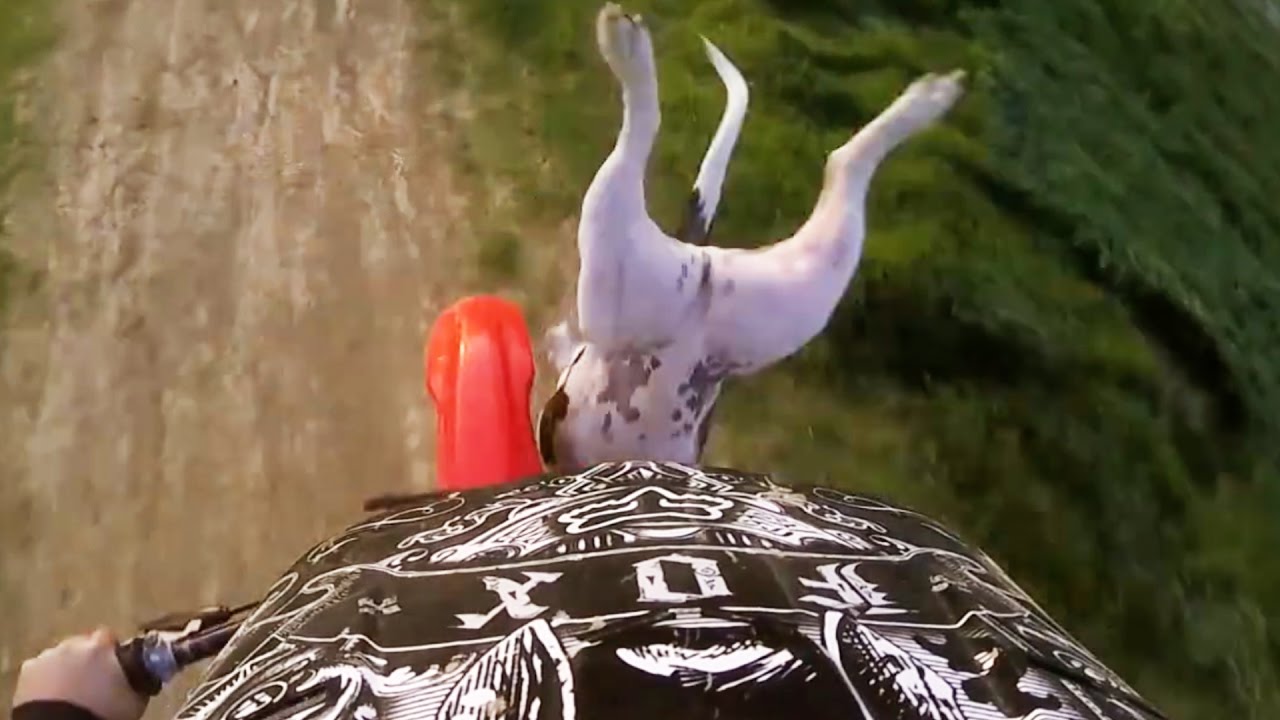 Bikers Vs Animals