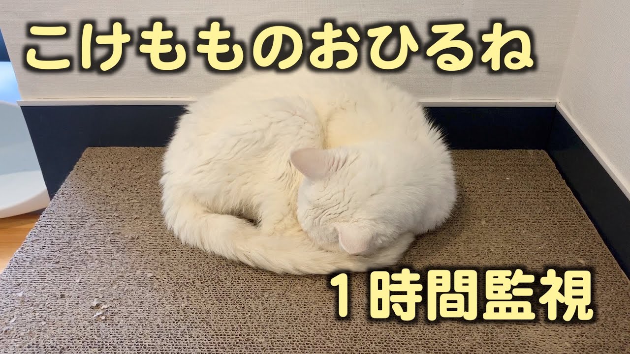 おひるね１時間監視【こけもも】【保護猫カフェ】