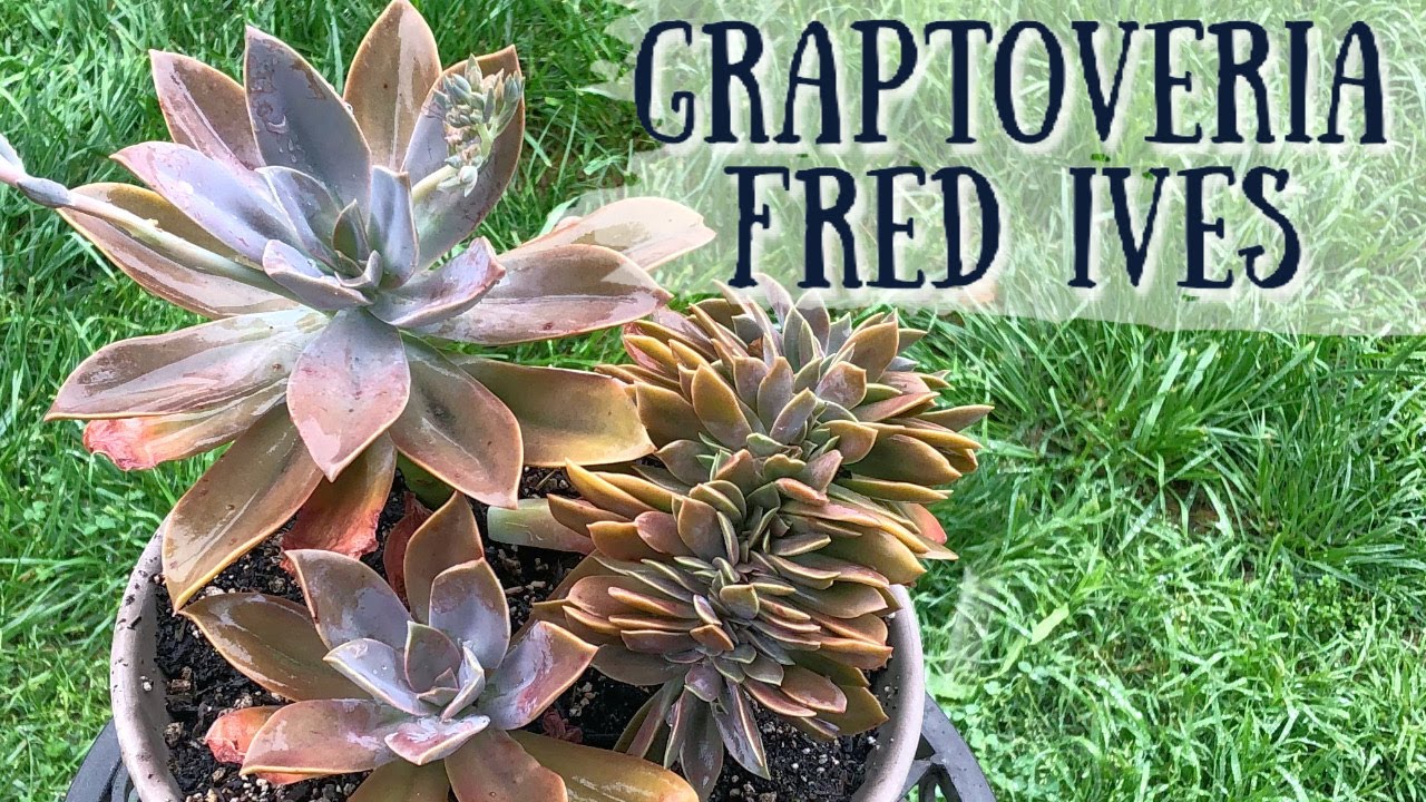 Graptoveria Fred Ives | Suculentas