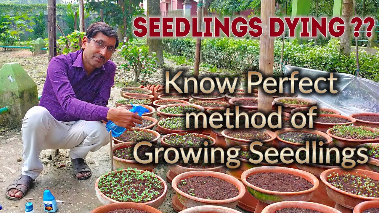 Seedlings dying ? Know the Perfect Process of Sowing Seeds and Raising Seedlings