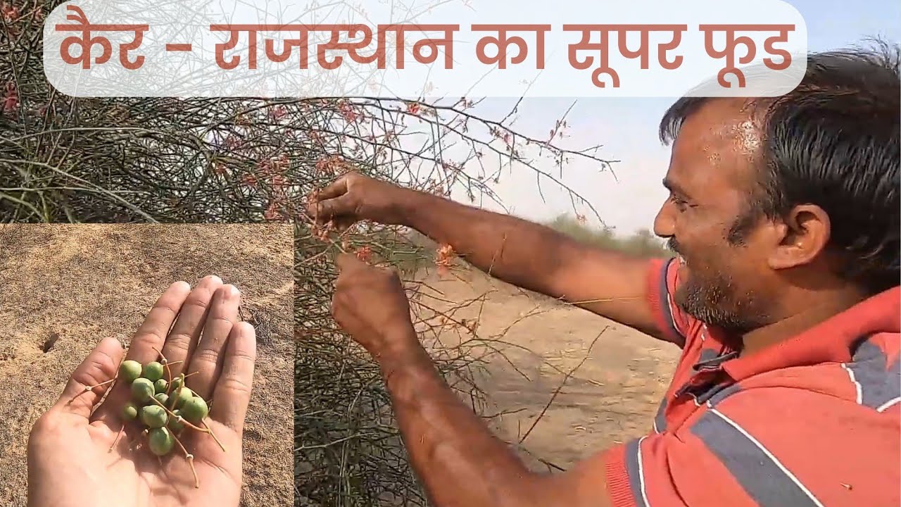 राजस्थानी कैर की सब्जी का पेड़ | ker ka ped | desert life | desert food