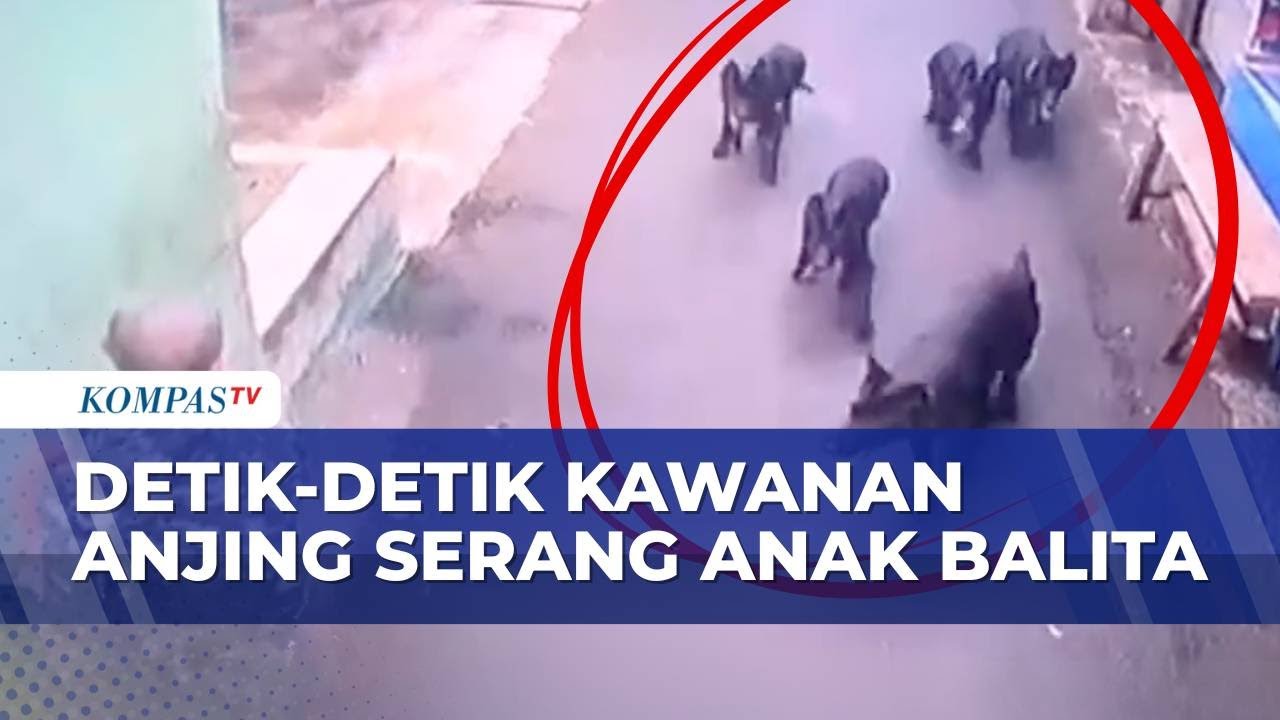 CCTV Rekam Detik-Detik Kawanan Anjing Lepas Serang Bocah 4 Tahun di Bandung | BERUT