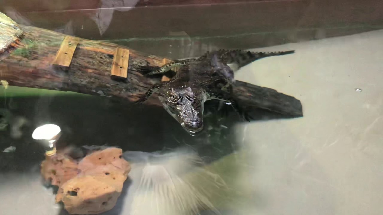 Επίσκεψη στο Reptile Jungle του Γιάννη Αγγελή στη Λεμεσό