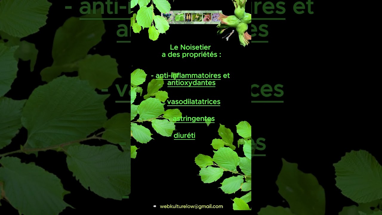 Eur&ecirc;ka Plantes 59 NOISETIER Propri&eacute;t&eacute;s m&eacute;dicinales 3/6