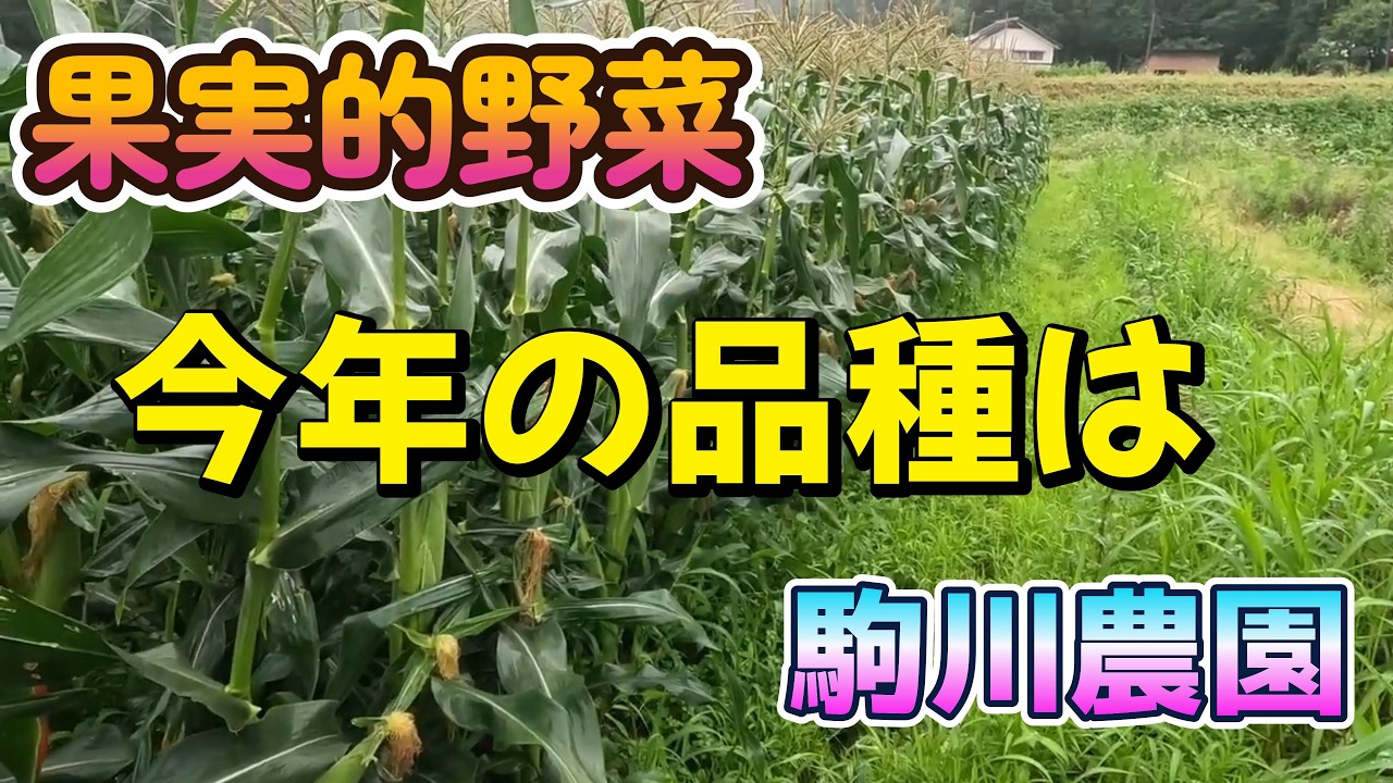 果実的野菜　今年の品種は　駒川農園　26.2.11