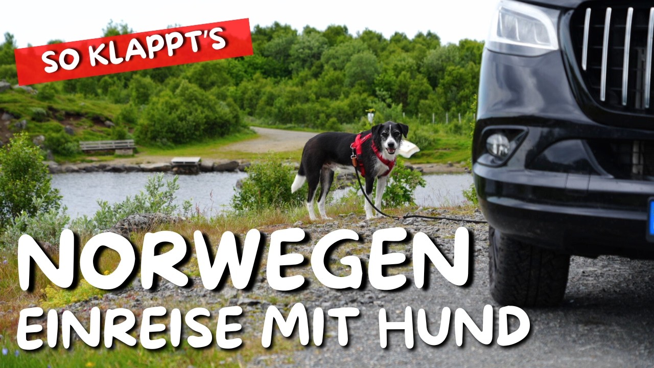 Skandinavien mit Hund 🐶 Norwegen, Schweden, Dänemark & Finnland ➡️ Einreise Regeln für eure Reise