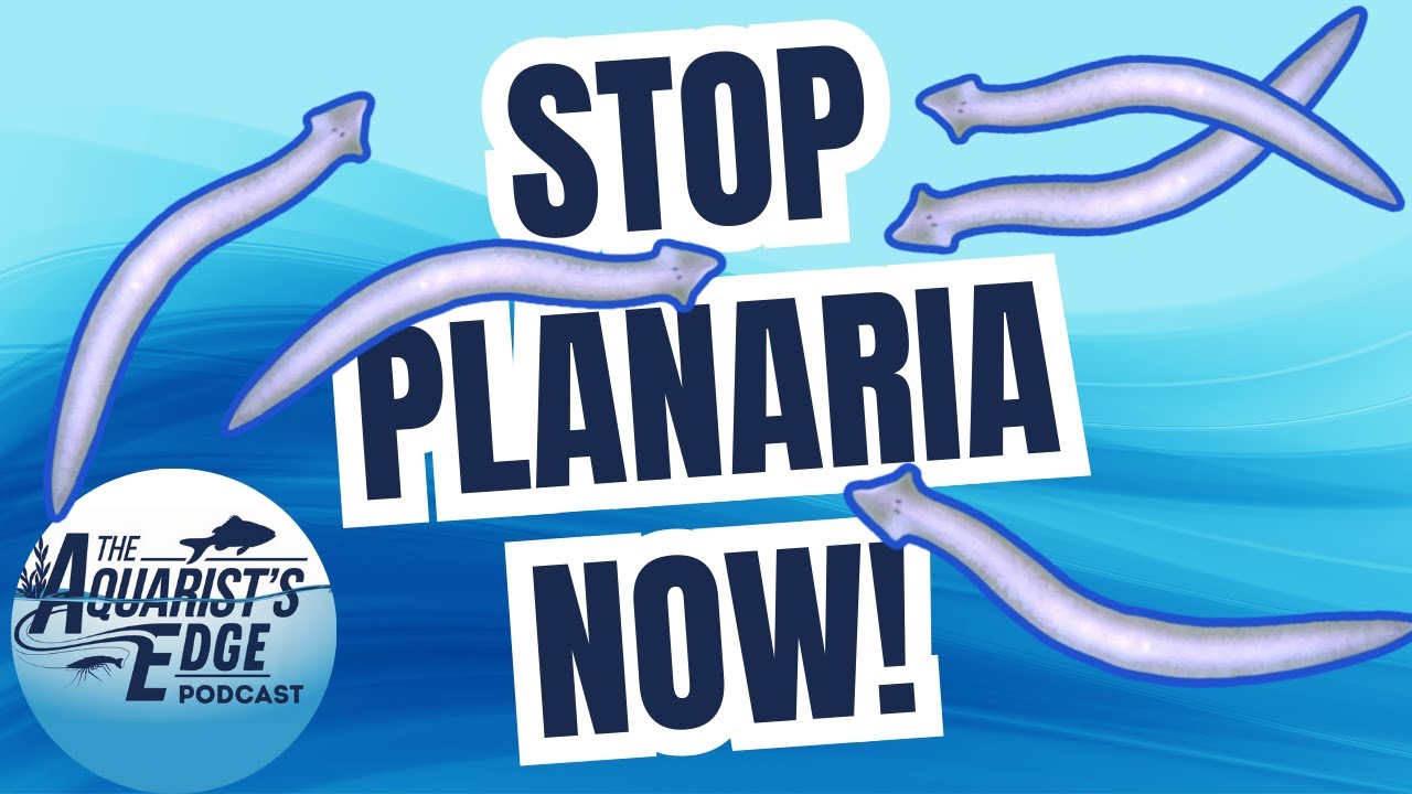 Planaria Problems Solved! Safe Removal Secrets for Shrimp Tanks