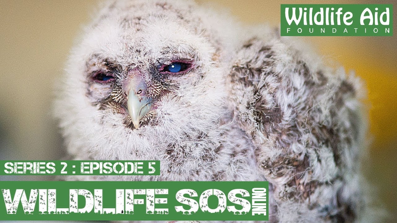Cute baby owl rescued!: Wildlife SOS Online S2 - Episode 5