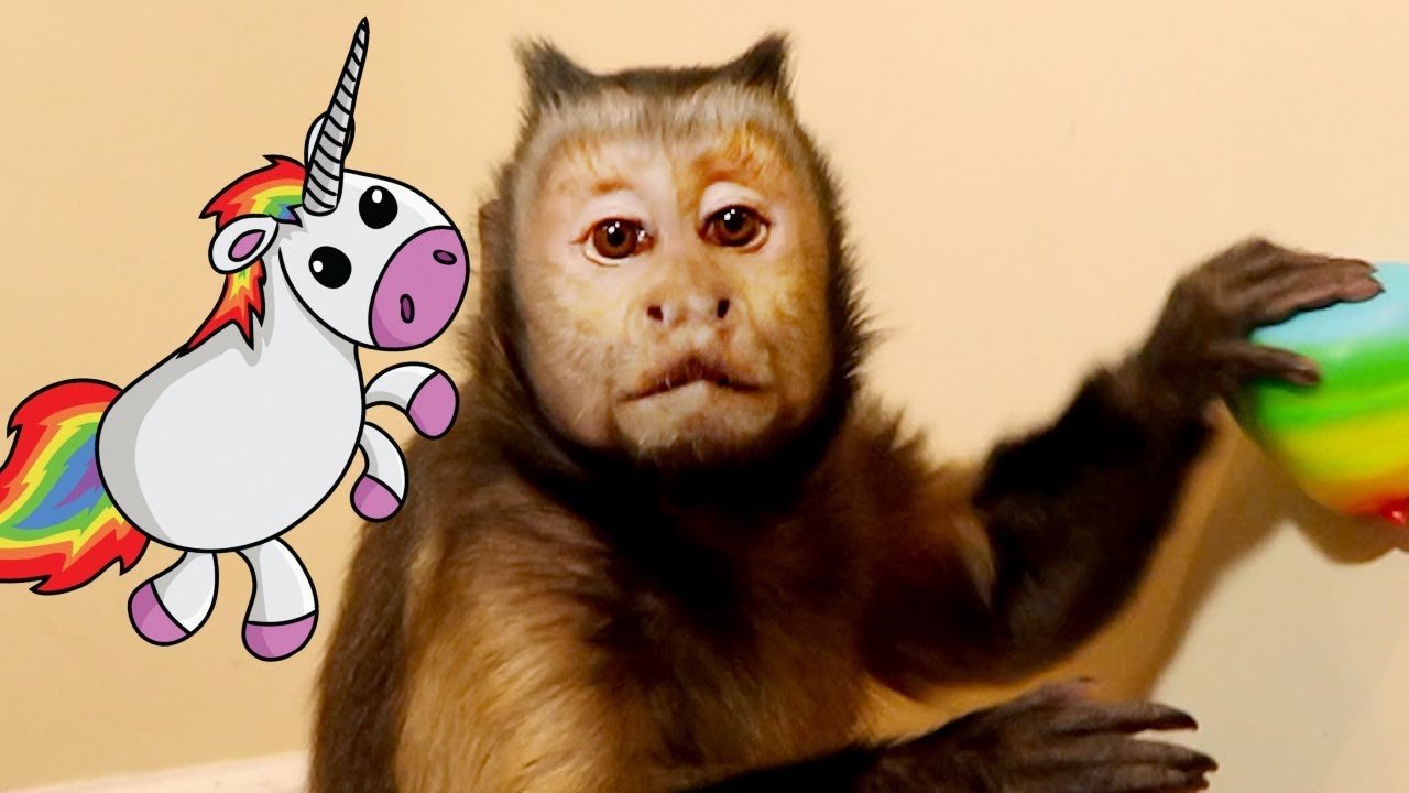 Monkey LOVES Unicorn Poop!