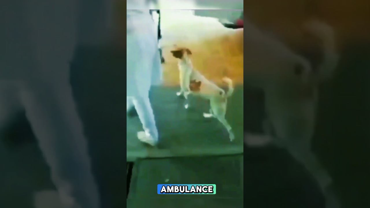 "Paw-some Loyalty: Dog Follows Owner to Hospital" 