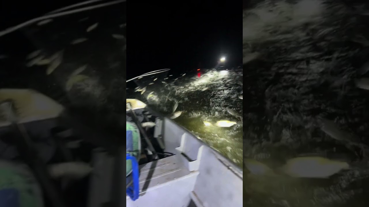 Peixes pulando na canoa