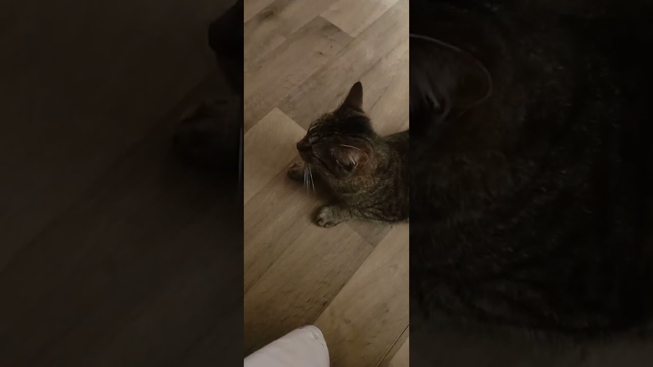 Cat In Heat? You're not Alone