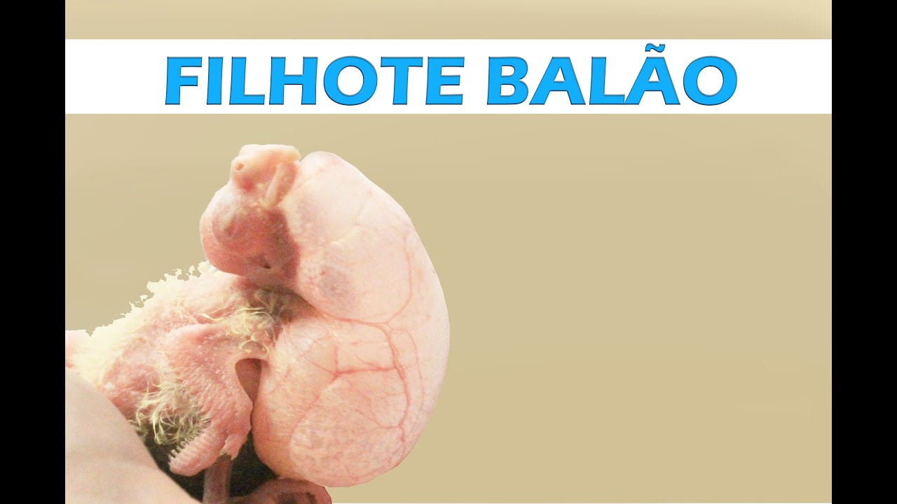 Filhote parecendo um balão? Causas e como resolver!