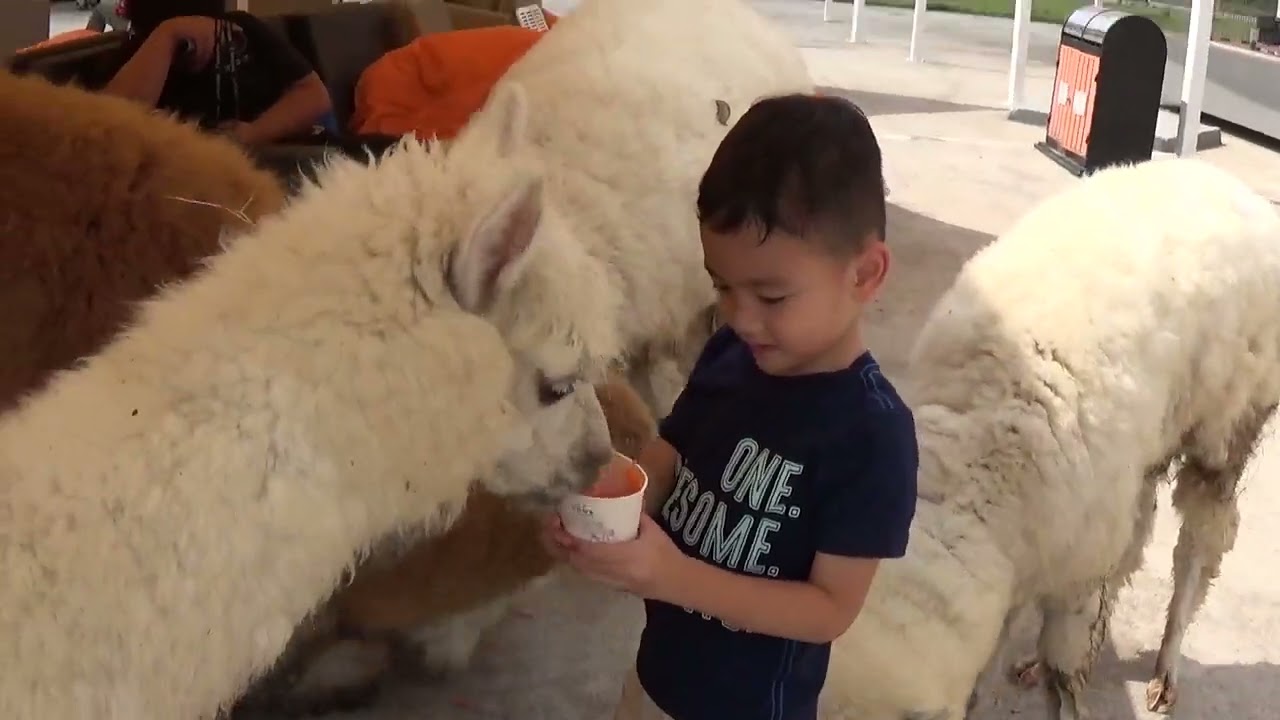 Minh Khôi cho lạc đà Alpaca ăn tại Mật Pet Farm - City Garden