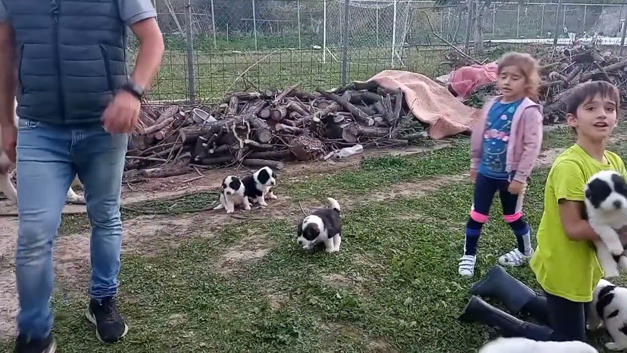 Ελληνικά Ποιμενικά-Greek Shepherds puppies +306939903610