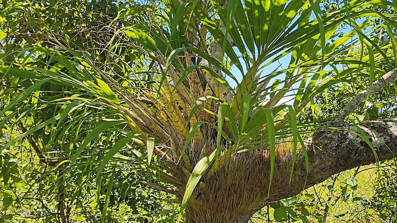 Habitat surpreendente  com várias espécies  de orquídeas no interior  do Brasil - Parte 1/2