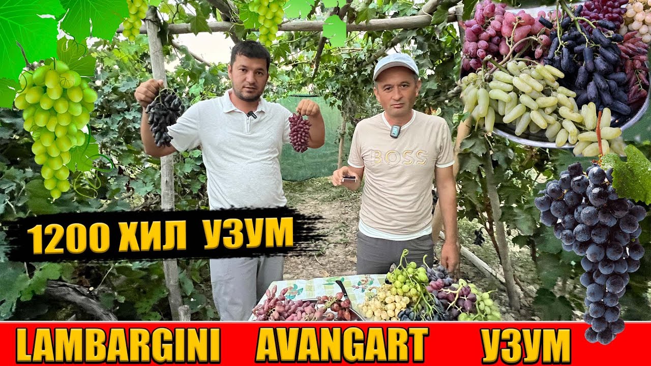 ЭНГ КИММАТ УЗУМ НАВЛАРИ ХОРАЗМДА  !!!  ЛАМБАРЖИНИ АВАНГАРД