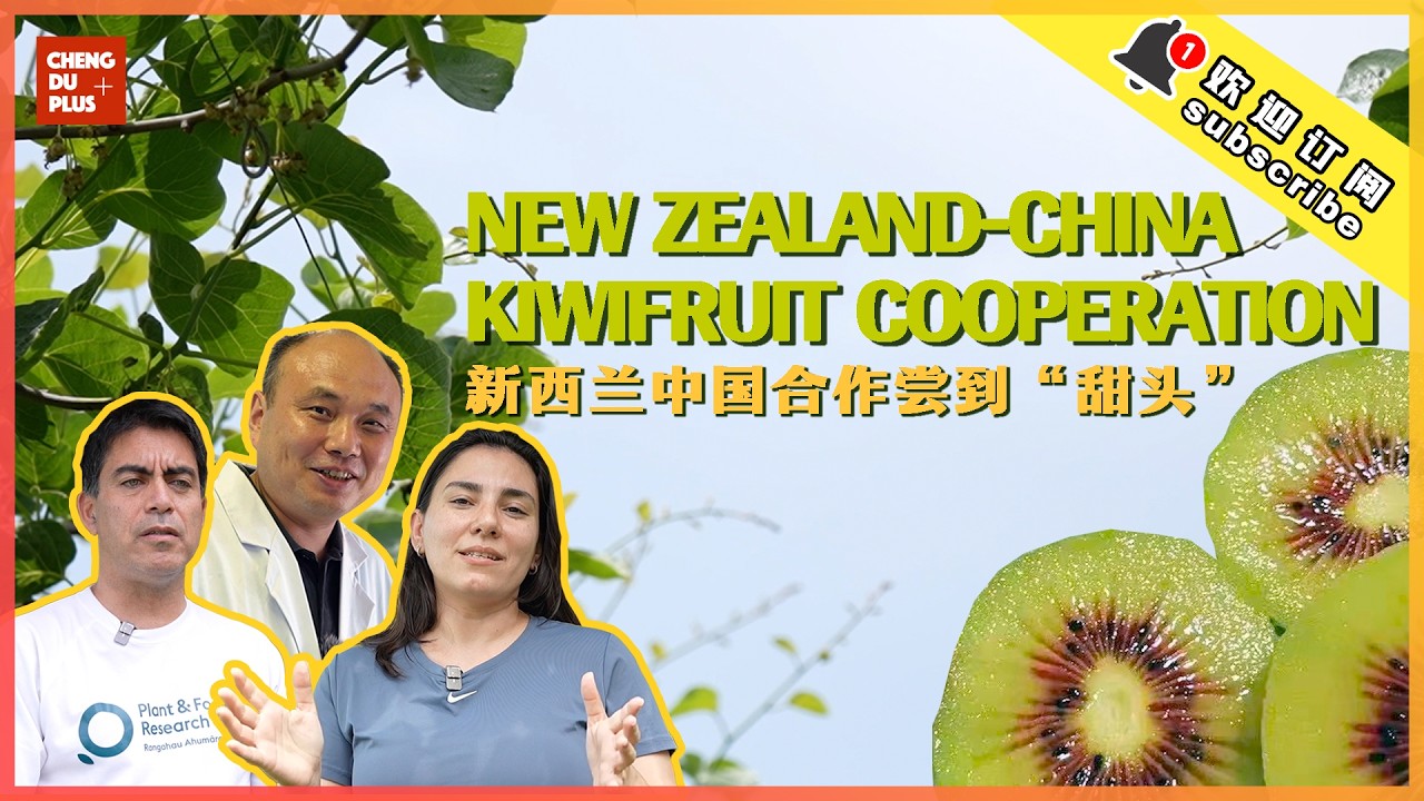 Will New Zealand Regret Working with China? Behind the Research of the World's Best Kiwifruit...