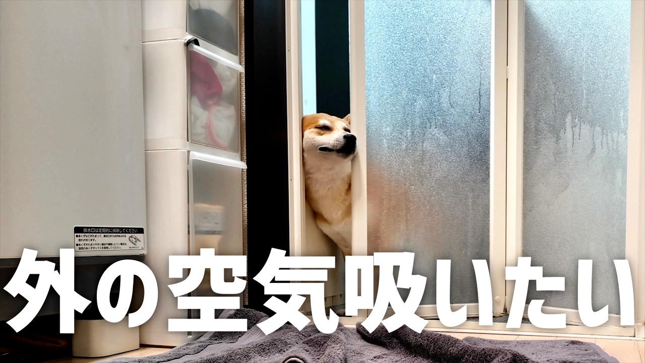 柴犬の風呂上がりは一刻を争う