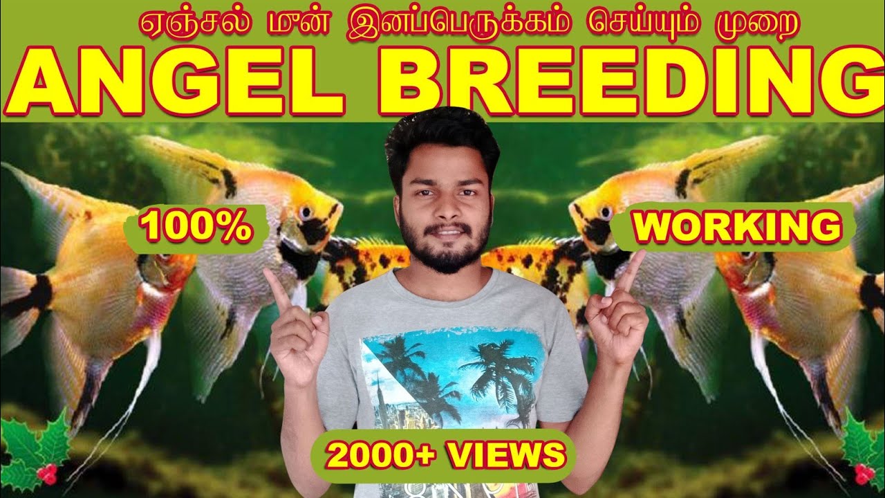 angel fish breeding tamil | angel fish male female identification esy method |  angel fish | ishtech