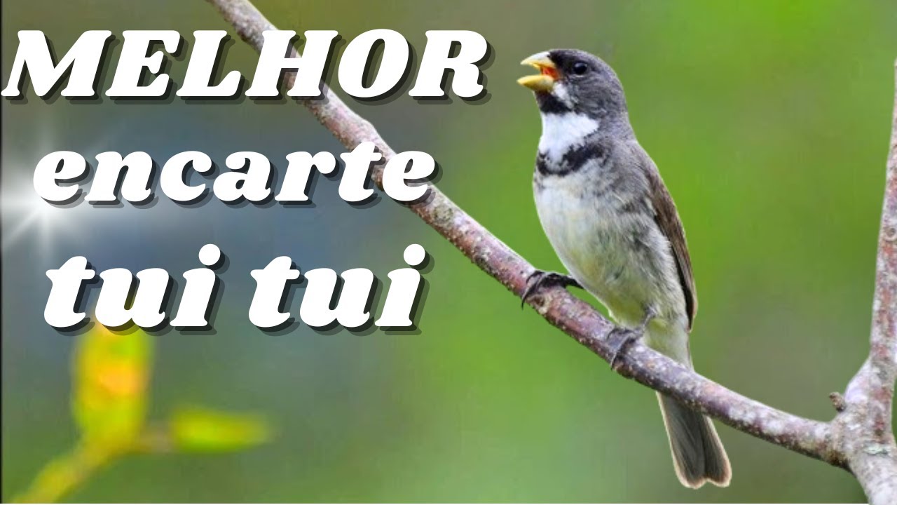 ⭕ MELHOR CANTO TUI TUI PARA ENCARTE⭕⭕ÁUDIO COM FÊMEA - TURBINE SEU COLEIRO ⭕